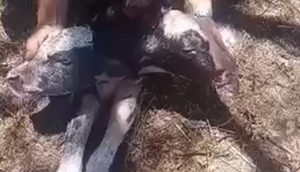 Bezerro nasce com duas cabeças no Baixo São Francisco Sergipano