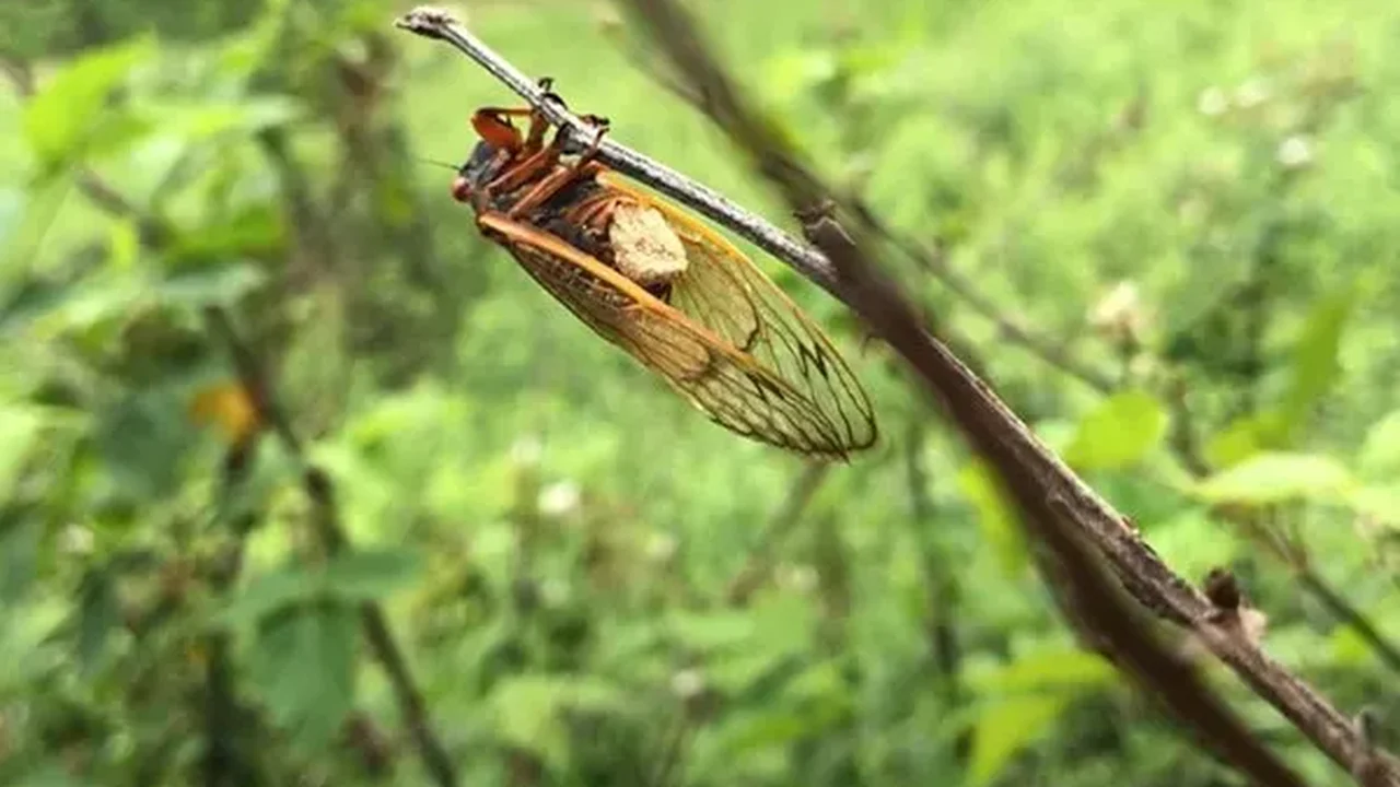 'Cigarras zumbis': Fungo altera comportamento sexual dos insetos e 'os come de dentro para fora'; entenda