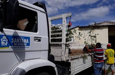 Prefeitura de Santana do Ipanema recebe mil mudas de plantas nativas  
