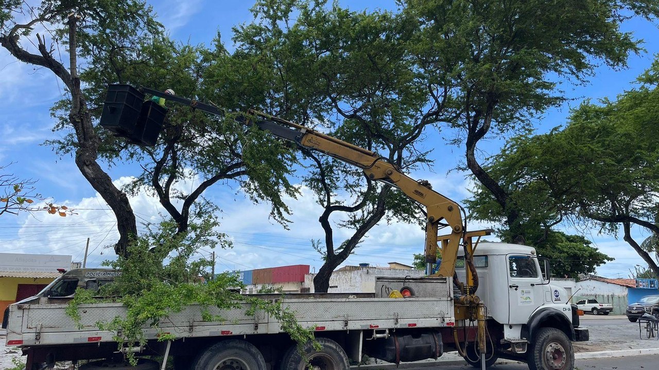 Poda de árvore: Desenvolvimento Sustentável orienta como solicitar serviço de forma gratuita