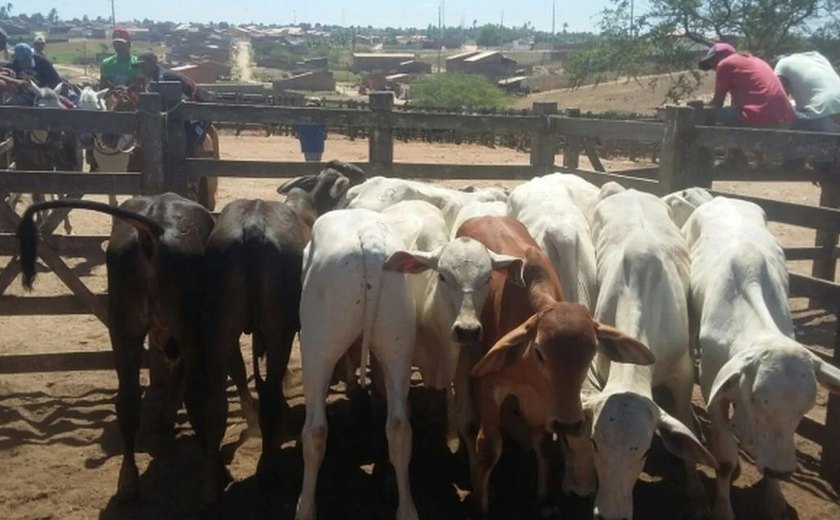 Operação prende criminosos que agiam na Feira do Gado