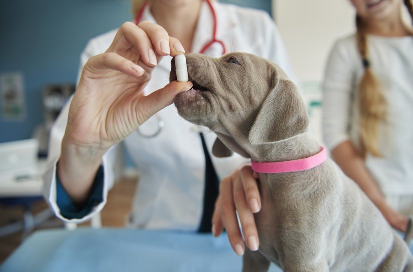Zoonoses: o que é mito e o que é verdade sobre transmissão, riscos e prevenção