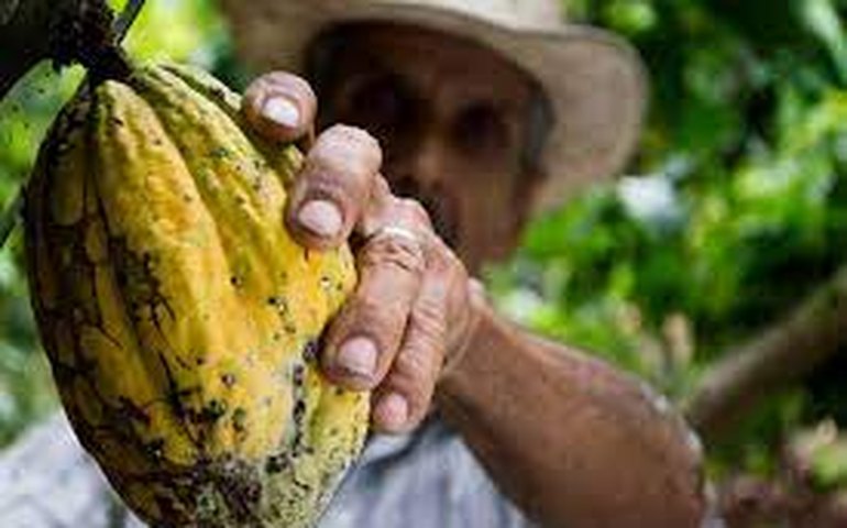 Tecnologia ajuda seleção de cacau de qualidade