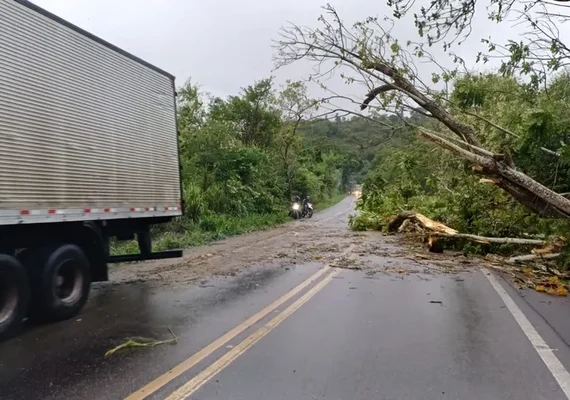 Rodovia BR-316 é liberada após interdição por queda de árvore em Satuba