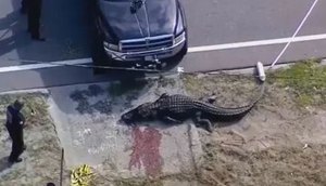 crocodilo-carrega-corpo-de-mulher-na-florida-25092023204414831