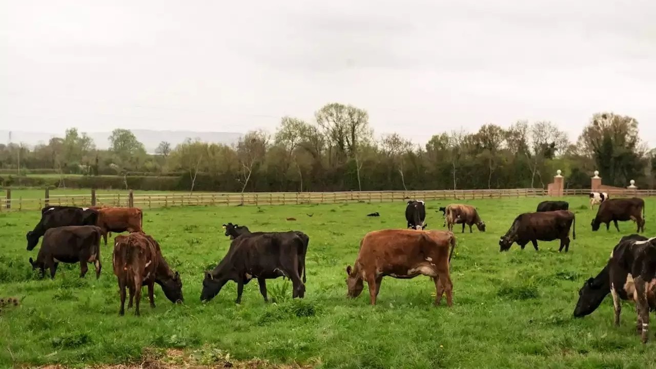 Mulher morre após ser pisoteada por 40 vacas no País de Gales