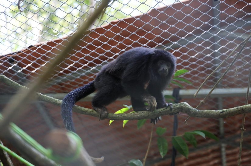 IMA participa de ação para garantir conservação do macaco-guariba-de-mãos-ruivas em Alagoas