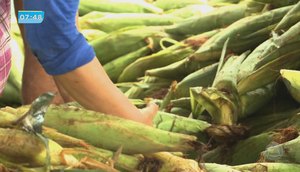 Milho verde está com preço mais alto no período junin