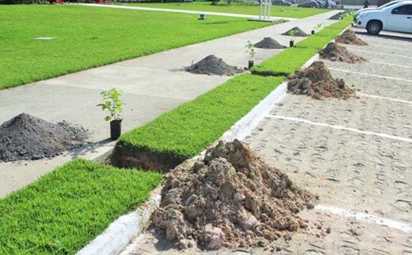 Área externa do Detran/AL recebe 180 mudas de Craibeiras e Ipê-Roxo