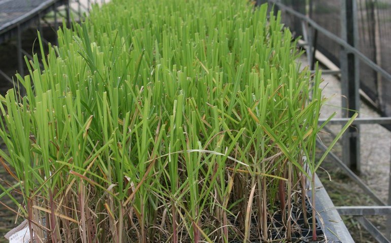 Ufal apresenta novas cultivares de cana-de-açúcar em evento nesta quarta (22)