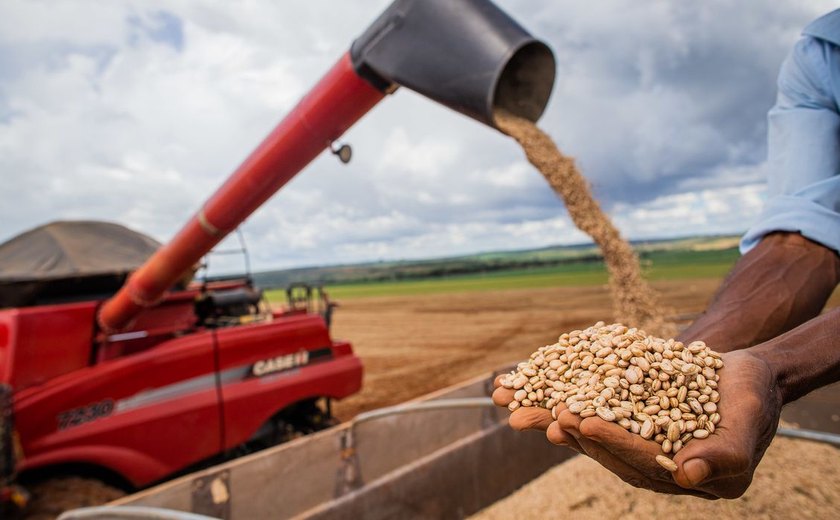 Aumento da temperatura vai afetar a produção de feijão no Brasil