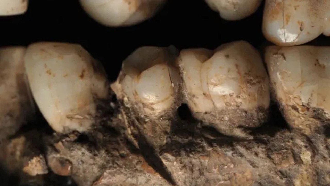 Mandíbula de Homo sapiens revela possível esfaqueamento há 100 mil anos