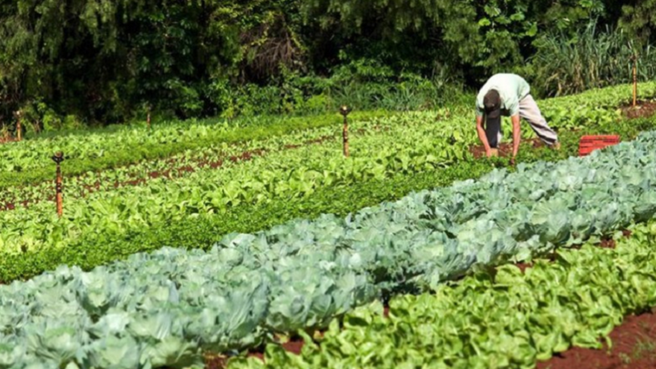 Parlamentares destinam R$ 10,1 milhões em emendas para compra de alimentos