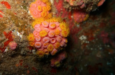 coral-sol: Espécie invasora é identificada em Alagoas e pode causar impactos na pesca e no turismo 