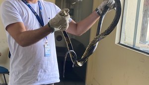 98cc487c924a751cb6291800e02fd910.jpeg / Foto: Colaborador da Adema com uma das cobras |Foto: assessoria de comunicação