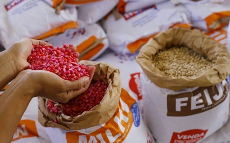 Agricultor familiar de Penedo pode solicitar semente até o próximo dia 14