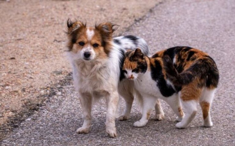 Período de férias é marcado pelo abandono de animais de estimação em ruas e rodovias
