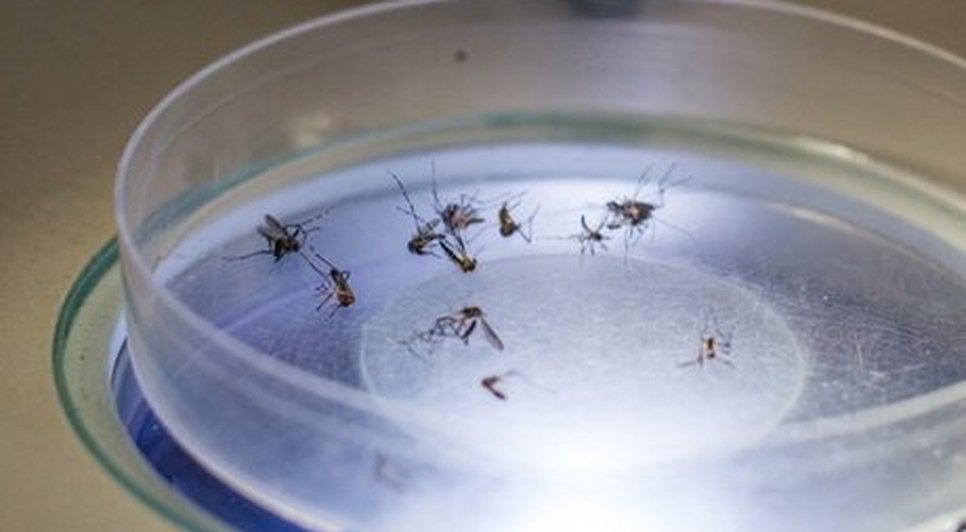 Zika 