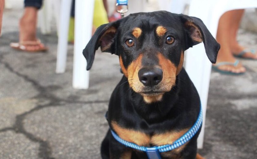 Cães e gatos são castrados em mais uma ação do Programa Castra Pet em Penedo