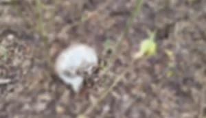 Crânio humano é encontrado próximo de ossada em Itabaiana