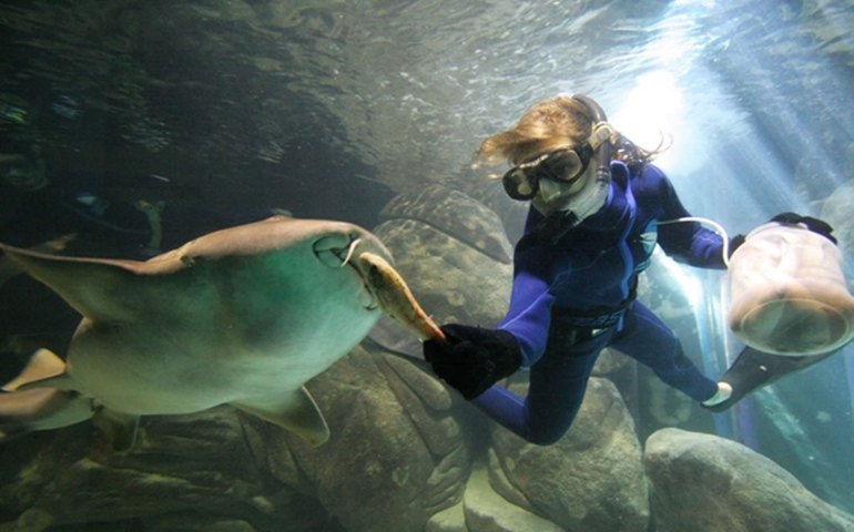 Aquário do Guarujá permite agora nadar com tubarões