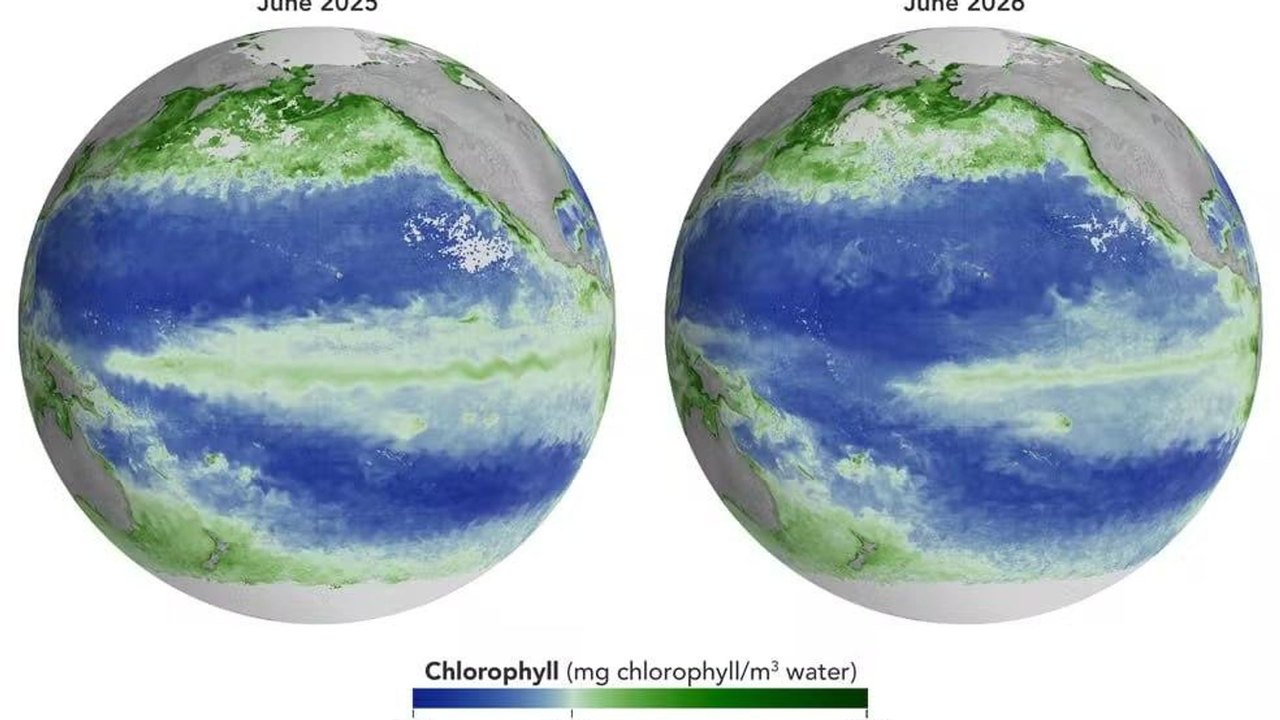 El Niño provoca mudanças na vida marinha do Pacífico