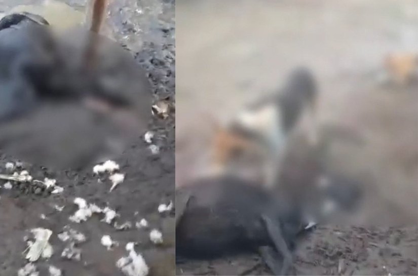 Mistério na zona rural: seis ovelhas aparecem mortas e moradores suspeitam de 'chupa-cabra'