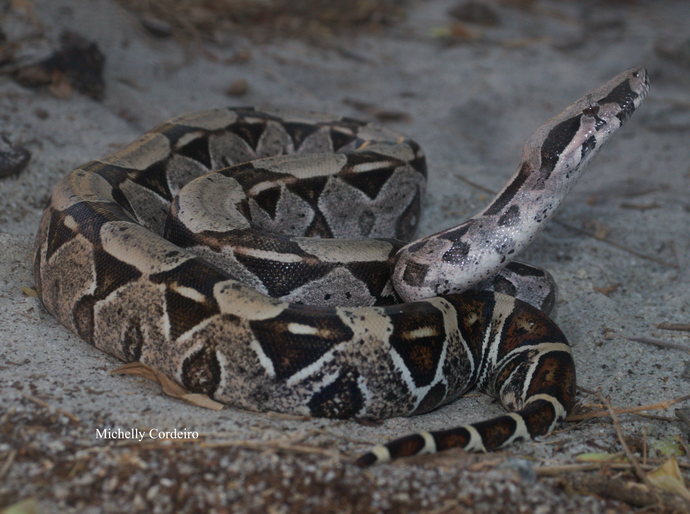 IMA alerta: como agir em caso de picadas de serpentes e o que fazer ao encontrar esses animais