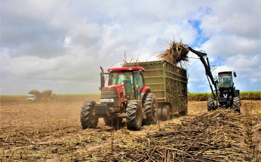 Usina Pindorama supera dificuldades climáticas e encerra safra com recorde de moagem