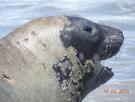 Banhistas devem manter distância de elefante-marinho que aparece em praia de Maceió
