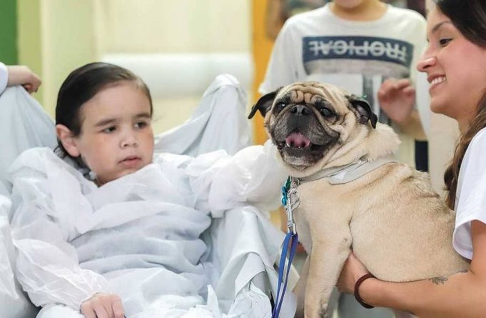 ANIMAIS EM HOSPITAIS