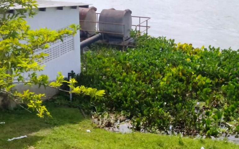 Vegetação no Rio São Francisco prejudica abastecimento de água em Penedo