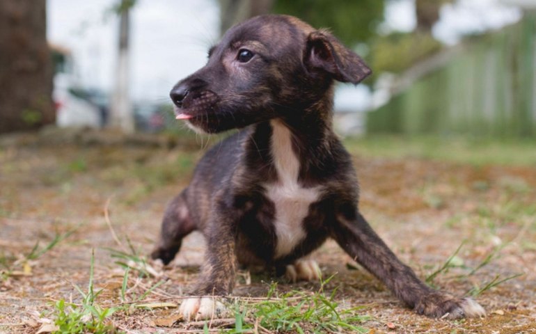Feira de Adoção da Prefeitura de Maceió acontece na Rua Aberta neste domingo (27)