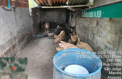 Fiscalização do Iplam fecha pocilga no São Jorge