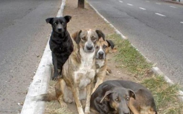 Aumenta o número de animais abandonados pelas ruas de Arapiraca
