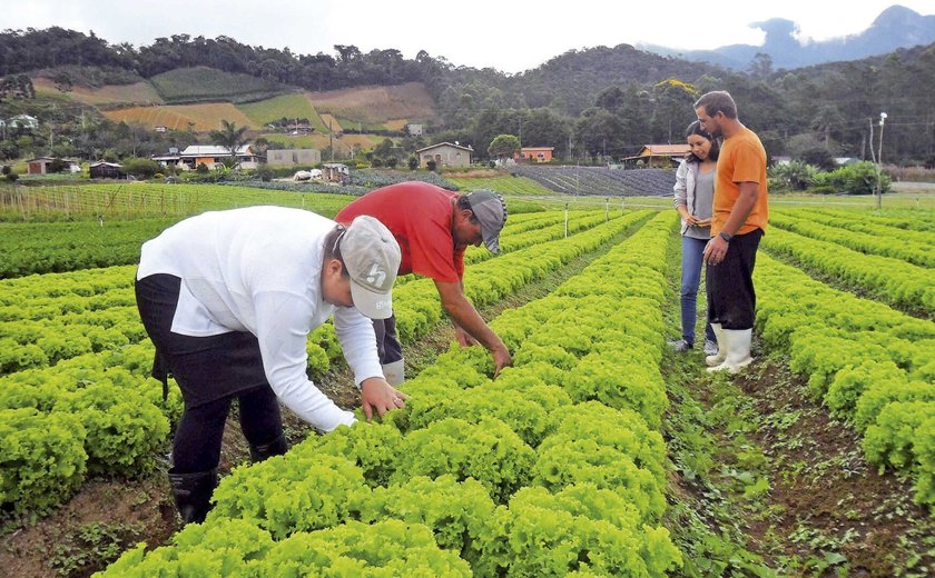 Compras públicas aumentam renda de agricultores familiares em até 106%