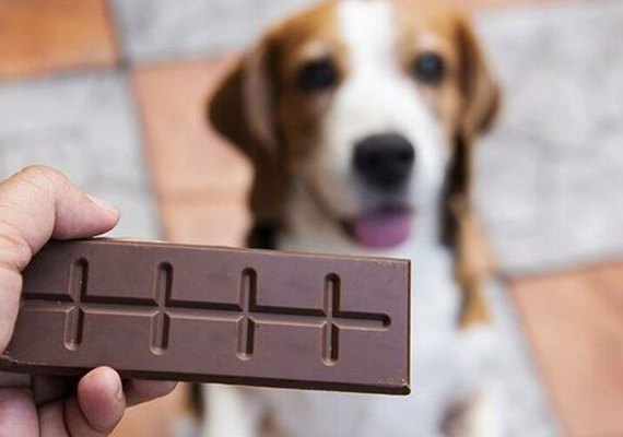 Chocolate é tóxico e pode ser fatal para os pets