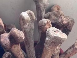 Restos humanos encontrados em apartamento no Jardim Paulista levantam suspeita de origem ilegal