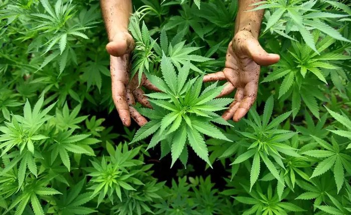 Produtos à base de Cannabis para fins terapêuticos agora serão vendidos em farmácias