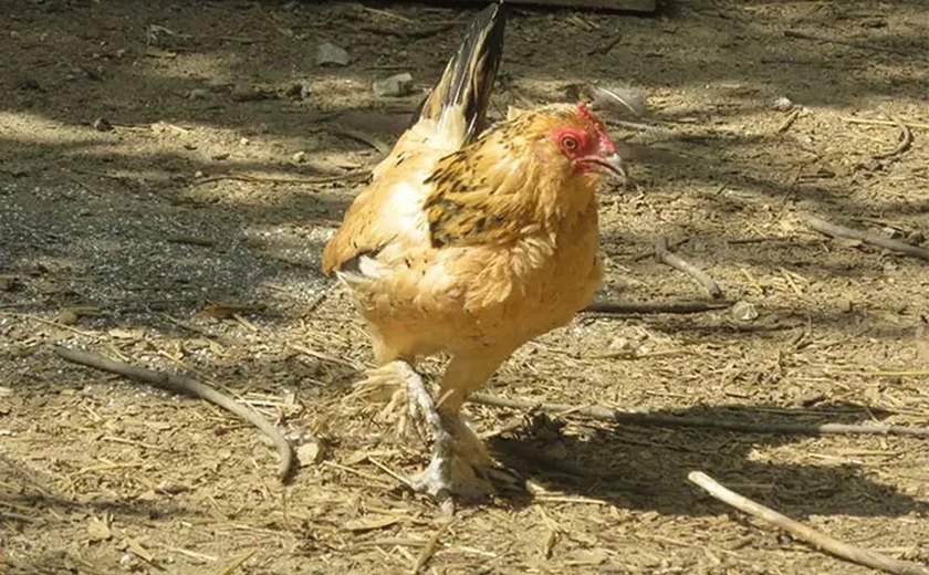 Recorde no 'Guiness', galinha mais velha do mundo morre aos 21 anos, nos EUA; veja vídeo