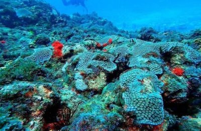 Mergulho e transporte aquático fortalecidos na Costa dos Corais