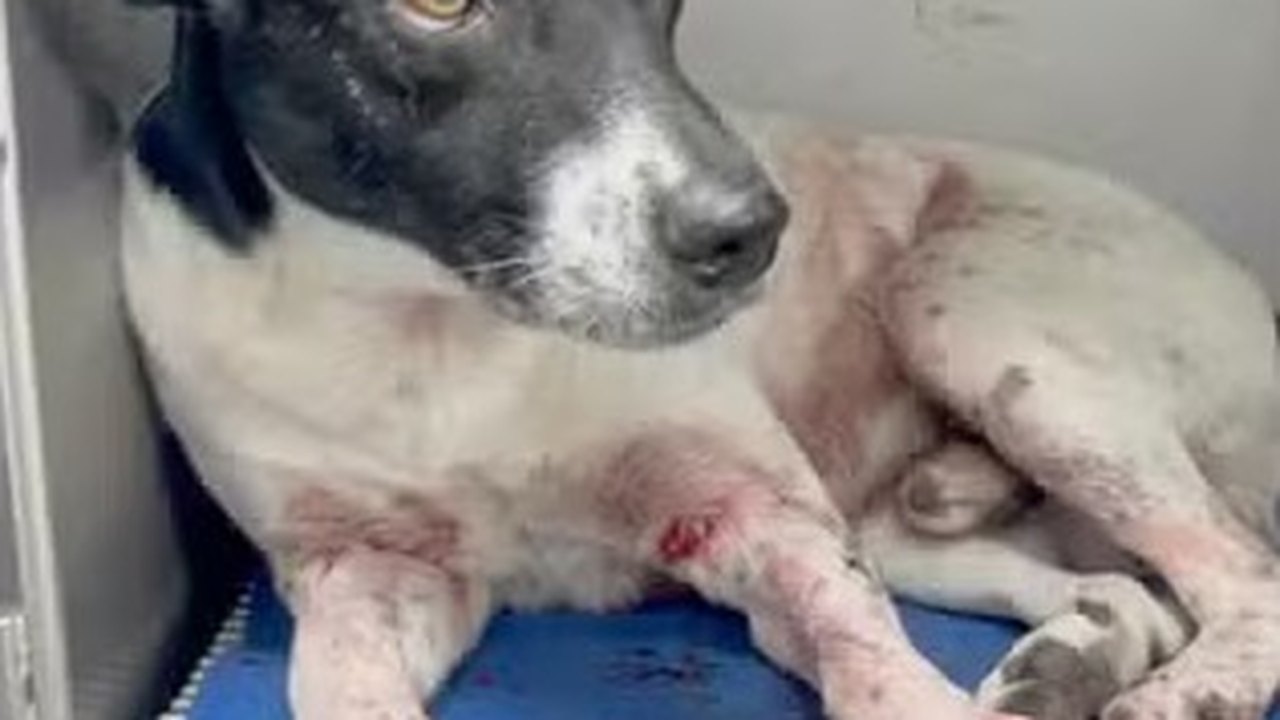 Cachorro é baleado no Morro do Turiaçu, na Zona Norte do Rio