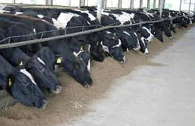 Brasil segue tendência global e avança na valorização de produtos naturais, como leveduras, na alimentação animal