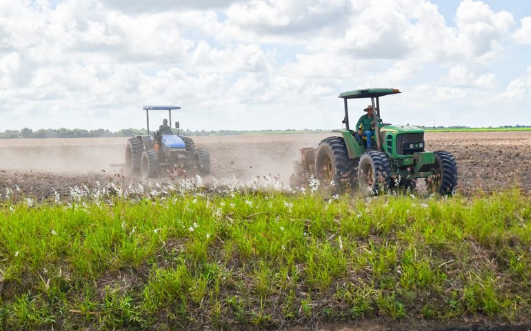 Ano III: Projeto Maná espera colher 480 toneladas de feijão