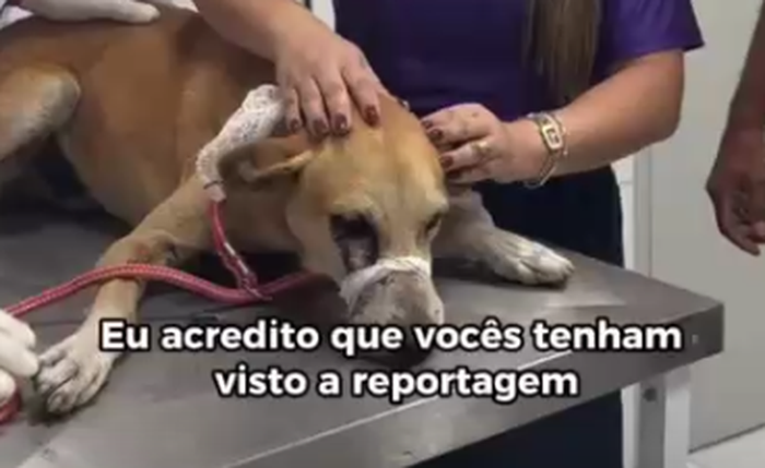 Cachorro foi atingido por disparo de espingarda de chumbo no olho em União dos Palmares