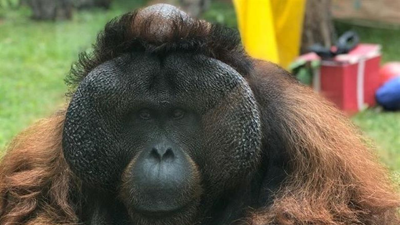 Isolado no zoo, Sansão sente falta de visitas