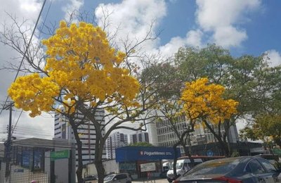 Ipês florescem e colorem paisagem da Fernandes Lima 