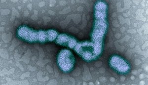 h1n1