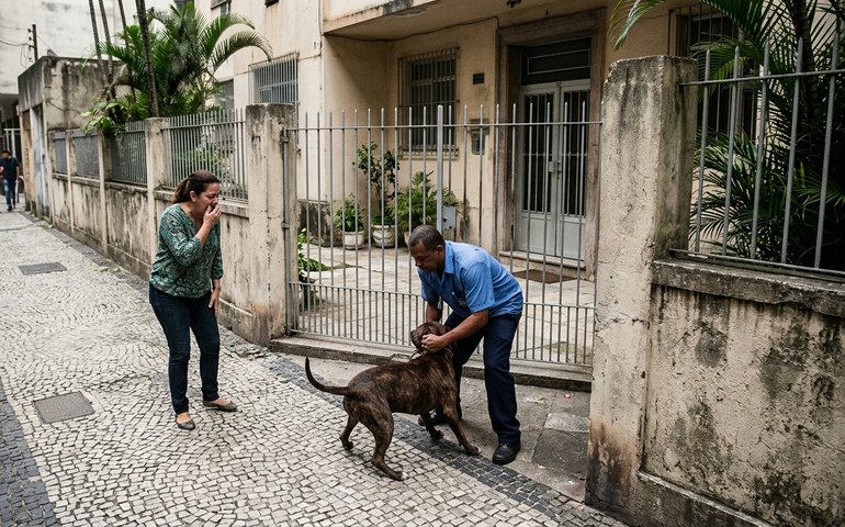 Vídeo flagra ataque de pitbull sem coleira contra mulher na Tijuca; porteiro fica ferido
