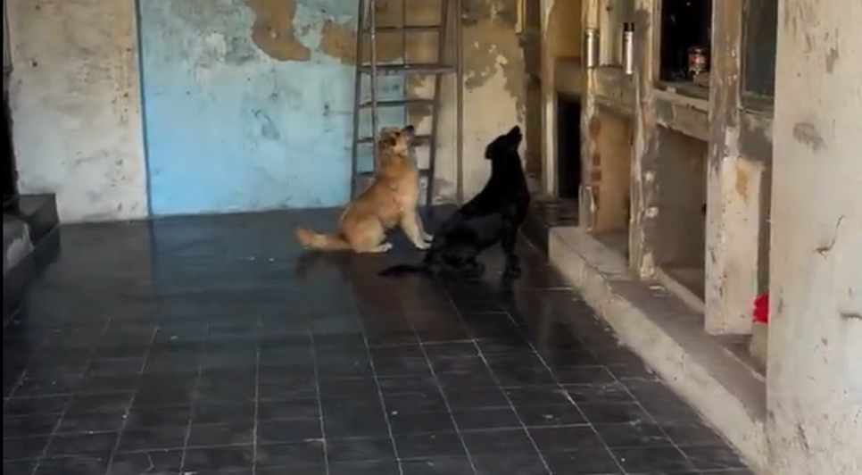 Animais permaneceram diante das sepulturas por um bom tempo, em cena flagrada na Argentina
